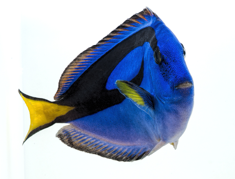 Regal Blue Hippo Tang